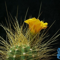 ���� Echinopsis walteri