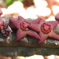 Echidnopsis thulinii