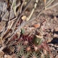  Echinomastus erectocentrus