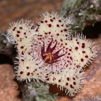 ˏ Stapelianthus madagascariensis