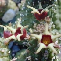  Echidnopsis radians
