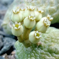 ��ͷ����Pseudolithos caput-viperae