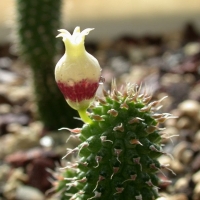 Echidnopsis specksii
