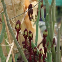 õ Ceropegia rupicola