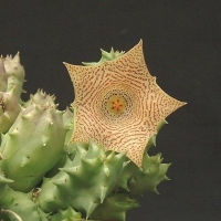 Huernia hallii