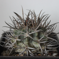 Gymnocalycium weissianum