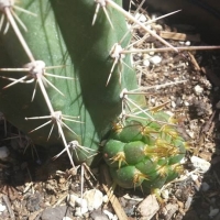 Echinopsis tulhuayacensis