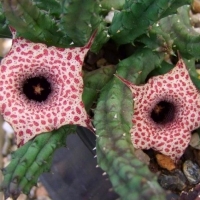 ¶ˏ Huernia hislopii
