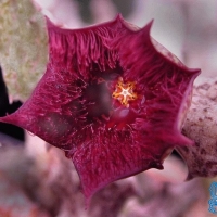 Stapelianthus hardyi