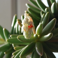 �̾��� Pachyphytum viride