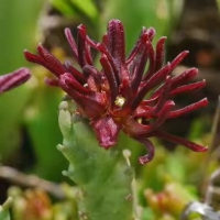 Apteranthes munbyana