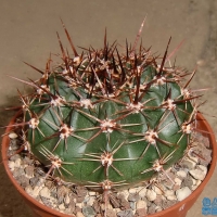 Echinopsis quinesensis