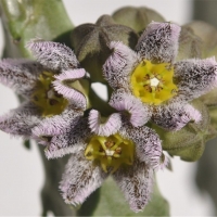  Apteranthes burchardii