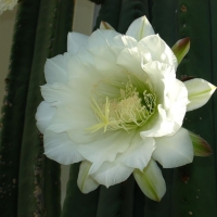 Echinopsis scopulicola