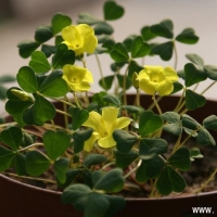  oxalis dentata