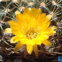 ������ Echinopsis schieliana