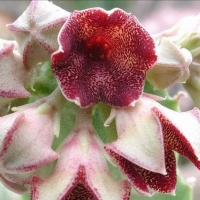 Boucerosia procumbens