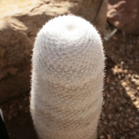 ϣ Mammillaria albilanata
