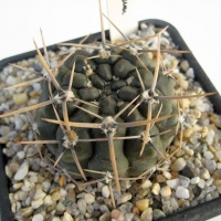 Gymnocalycium borthii