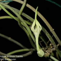  Ceropegia arabica