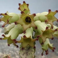 Monolluma solenophora