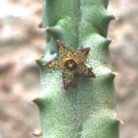 Quaqua bayeriana