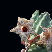 Huernia striata