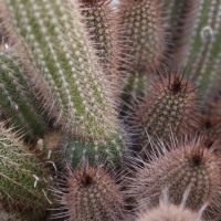Ӳë�� Echinopsis strigosa