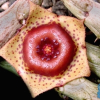 Stapelianthus keraudreniae