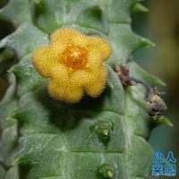 Notechidnopsis columnaris