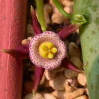 Duvalia eilensis