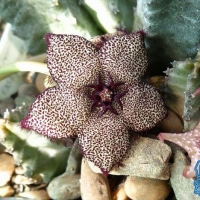 Tridentea parvipuncta