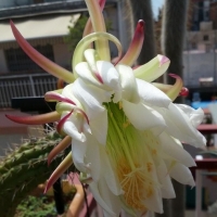 �ڷ� Echinopsis thelegona