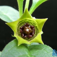 Brachystelma chlorozonum