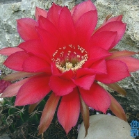 Echinopsis riviere-de-caraltii