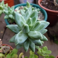 ǧ����֮�� Pachyphytum compactum