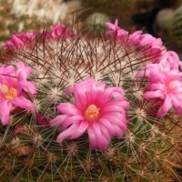 ѩͯ Mammillaria amoena