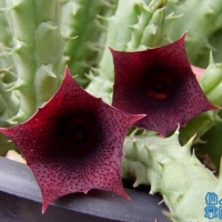 ���Ӹ� Huernia keniensis