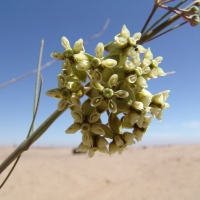 Gomphocarpus filiformis