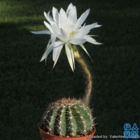 Echinopsis silvestrii