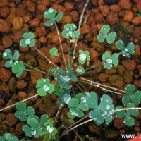 Oxalis pocockiae