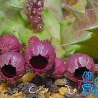 Huernia urceolata