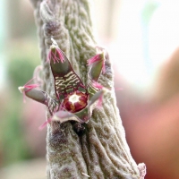 �����  Rhytidocaulon macrolobum
