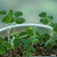  Oxalis megalorrhiza