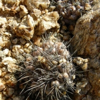 ���޺� Copiapoa esmeraldana