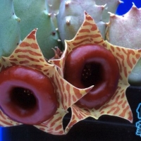 Huernia confusa