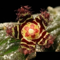 Rhytidocaulon pseudosubscandens