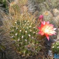 Echinopsis scheerii