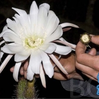 Echinopsis vasquezii