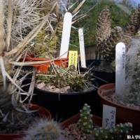 �̇��� Austrocylindropuntia vestita